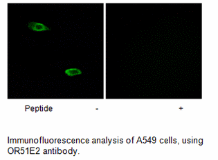 Product image for OR51E2 Antibody