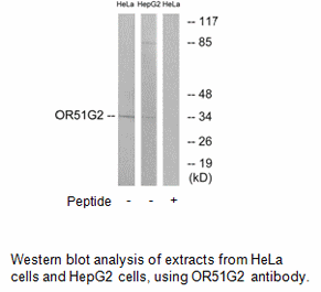 Product image for OR51G2 Antibody