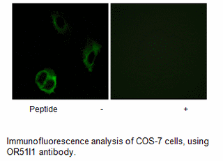 Product image for OR51I1 Antibody