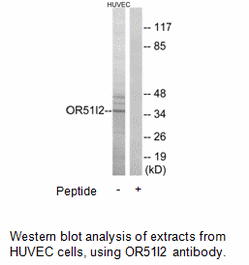 Product image for OR51I2 Antibody