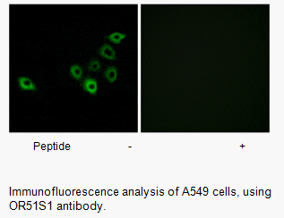 Product image for OR51S1 Antibody