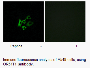 Product image for OR51T1 Antibody