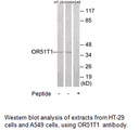 Product image for OR51T1 Antibody