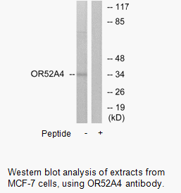 Product image for OR52A4 Antibody