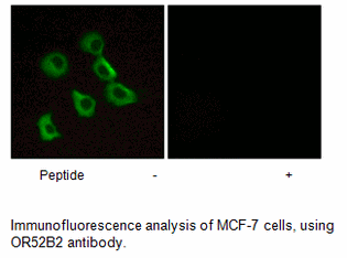 Product image for OR52B2 Antibody