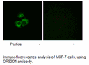 Product image for OR52D1 Antibody
