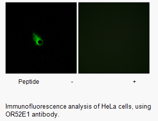 Product image for OR52E1 Antibody