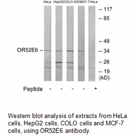 Product image for OR52E6 Antibody