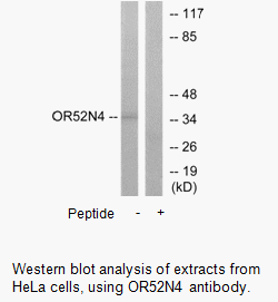 Product image for OR52N4 Antibody