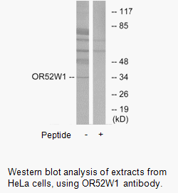 Product image for OR52W1 Antibody