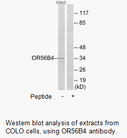 Product image for OR56B4 Antibody