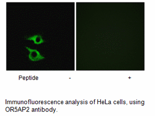 Product image for OR5AP2 Antibody