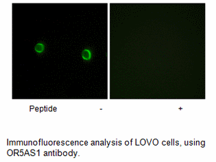 Product image for OR5AS1 Antibody