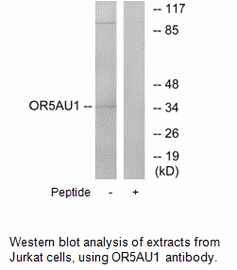 Product image for OR5AU1 Antibody