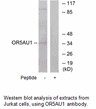 Product image for OR5AU1 Antibody