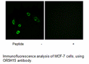 Product image for OR5H15 Antibody