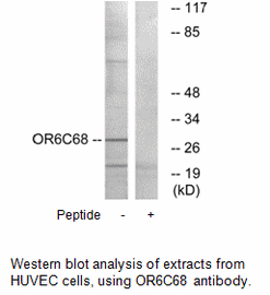 Product image for OR6C68 Antibody