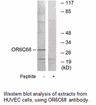 Product image for OR6C68 Antibody