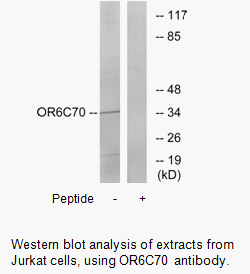 Product image for OR6C70 Antibody