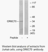 Product image for OR6C70 Antibody