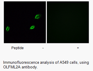Product image for OLFML2A Antibody