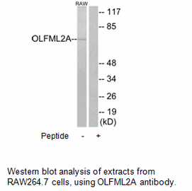 Product image for OLFML2A Antibody