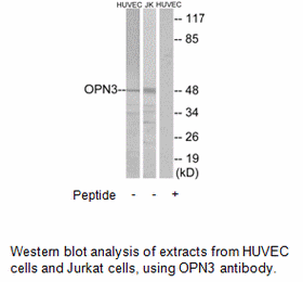 Product image for OPN3 Antibody