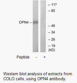 Product image for OPN4 Antibody