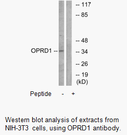 Product image for OPRD1 Antibody