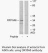 Product image for OR10A6 Antibody