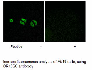 Product image for OR10G6 Antibody