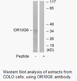 Product image for OR10G6 Antibody