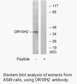 Product image for OR10H2 Antibody