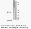 Product image for OR10H4 Antibody