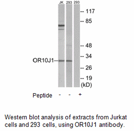 Product image for OR10J1 Antibody
