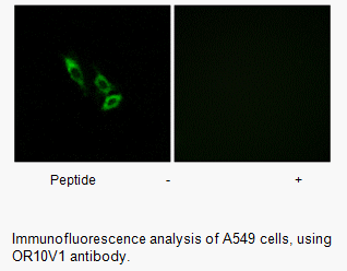 Product image for OR10V1 Antibody