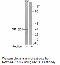 Product image for OR13D1 Antibody