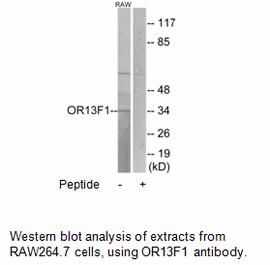 Product image for OR13F1 Antibody