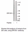 Product image for OR13G1 Antibody