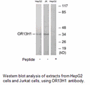 Product image for OR13H1 Antibody