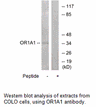 Product image for OR1A1 Antibody