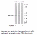 Product image for OR1L6 Antibody