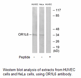 Product image for OR1L6 Antibody