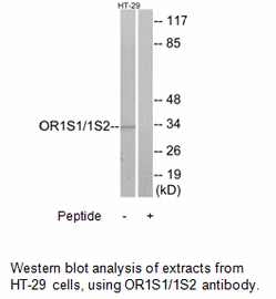 Product image for OR1S1/1S2 Antibody