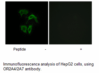 Product image for OR2A4/2A7 Antibody
