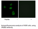 Product image for OR2B2 Antibody