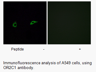 Product image for OR2C1 Antibody