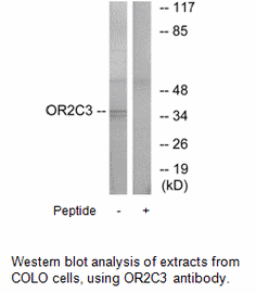 Product image for OR2C3 Antibody