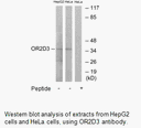 Product image for OR2D3 Antibody