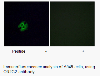Product image for OR2G2 Antibody